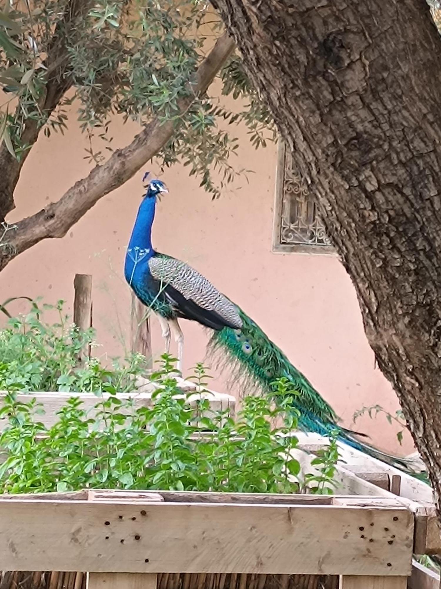 Jardin Sakina - Chambre D'Hotes Oulad Moumene Exterior foto