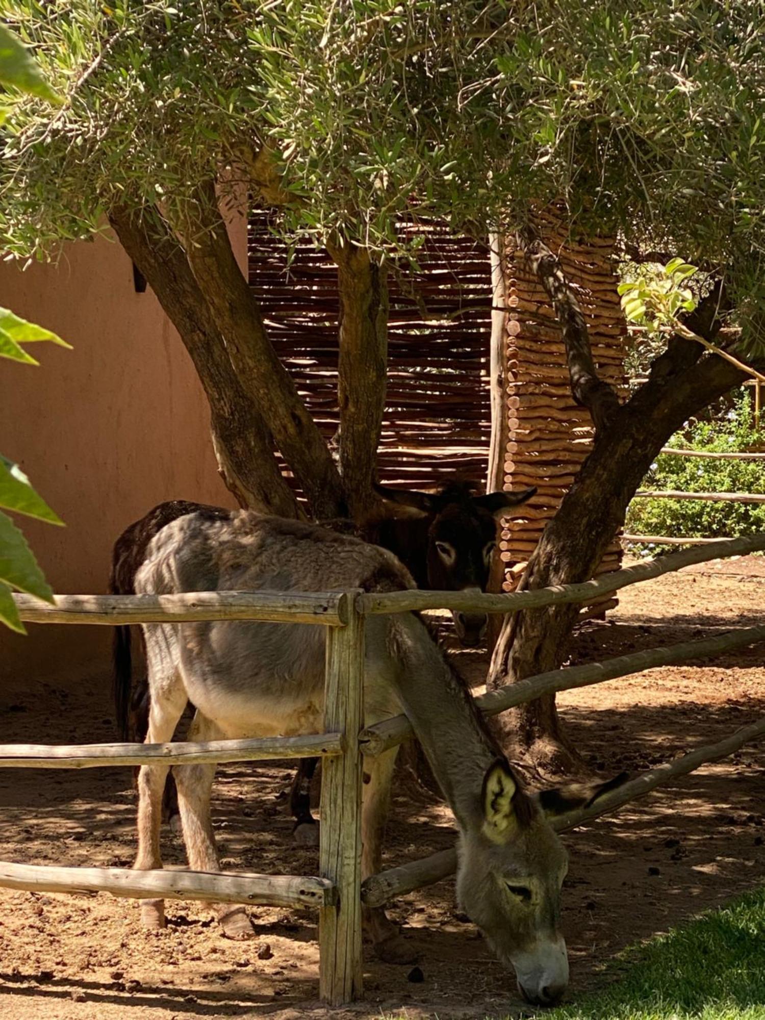 Jardin Sakina - Chambre D'Hotes Oulad Moumene Exterior foto